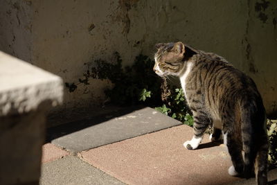 Cat sitting on wall