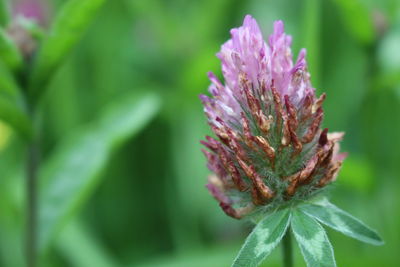 Close-up of purple flowers