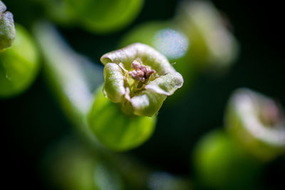 Close-up of flower blooming outdoors
