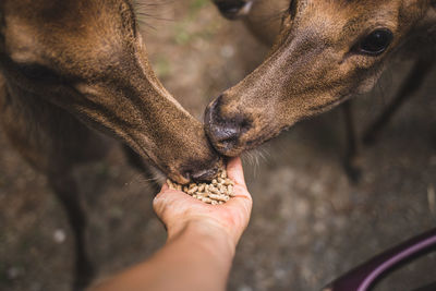 Close-up of hand feeding deer