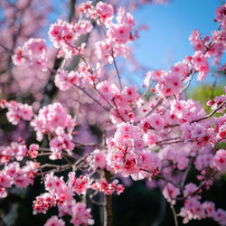 Close-up of pink flowers blooming on tree