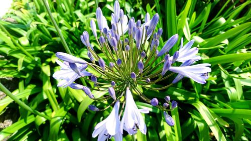 Close-up of purple flowers