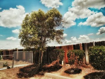 Trees on field against cloudy sky