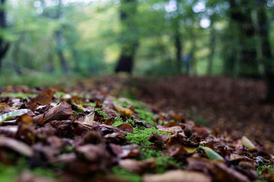 Close-up of fallen autumn leaves in forest