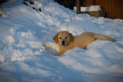 Portrait of dog in snow