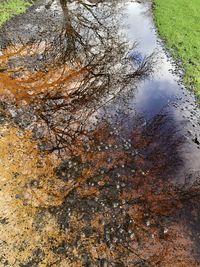 Reflection of trees in water