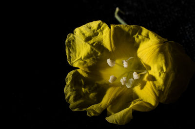 Close-up of yellow rose flower against black background