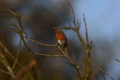 Close-up of bird perching on branch