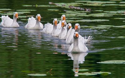 Swans swimming in lake