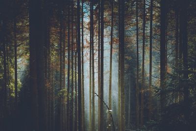 Trees growing in forest