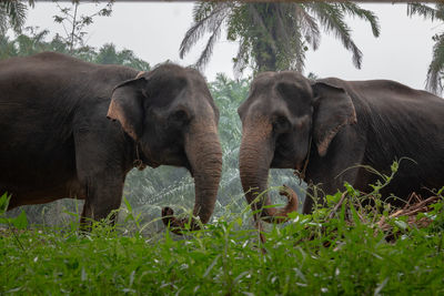 View of elephant in field