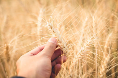 Close-up of hand holding wheat