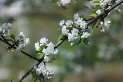 Close-up of white cherry blossoms in spring