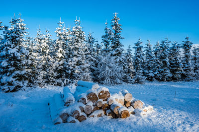 Timber trunks in front of fir trees