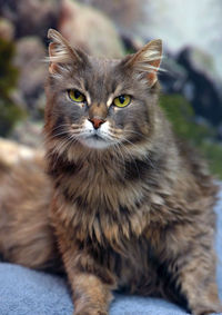 Close-up portrait of a cat