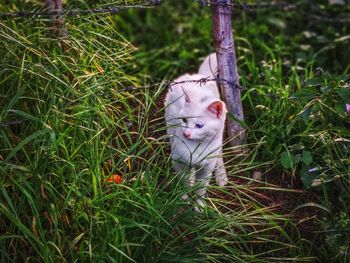 Close-up of cat on grass