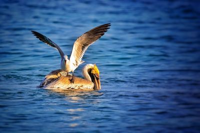 Close-up of pelican swimming in lake