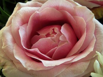 Close-up of pink rose