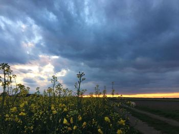 Scenic view of field against cloudy sky