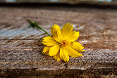 Close-up of yellow flower on table