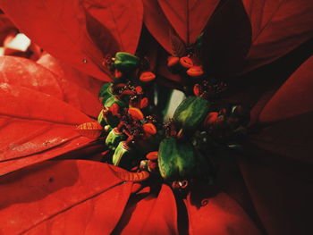 High angle view of red flowering plant