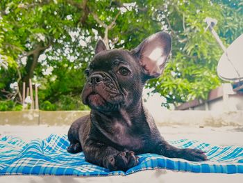 Baby french bully