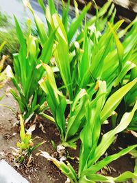 Close-up of plants growing on field
