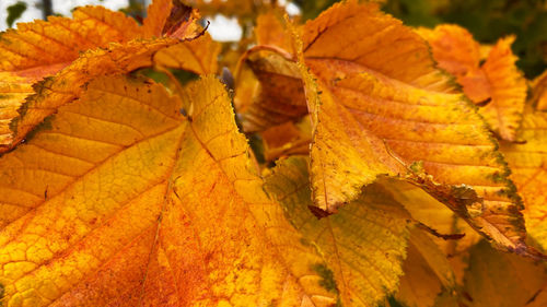 Close-up of yellow autumn leaves