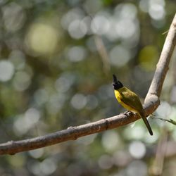 Low angle view of bird perching on branch