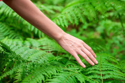 Close-up of hand touching leaves