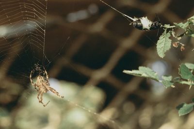 Close-up of spider on web