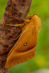 Close-up of butterfly on tree trunk