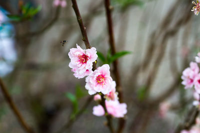 Close-up of pink flowers