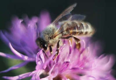 Close-up of bee pollinating on pink flower