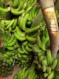 High angle view of green bananas stacked in market