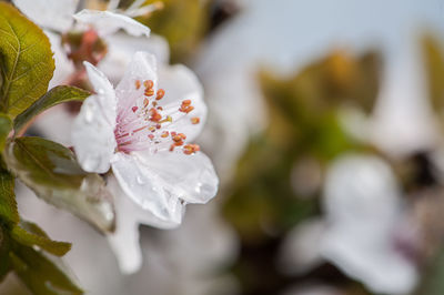 Close-up of white cherry blossom