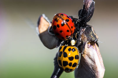 Close-up of ladybug