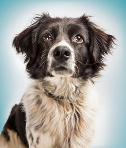 Close-up of dog looking away against blue background