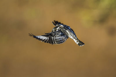 Close-up of bird flying