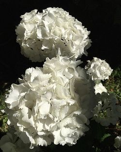 Close-up of white flowers blooming outdoors