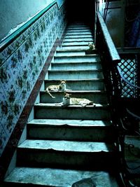 High angle view of dog on stairs