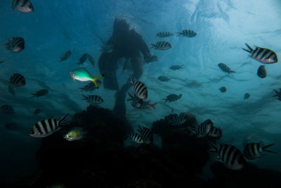 Fish swimming in sea