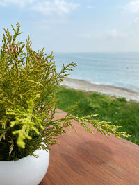 Close-up of potted plant on table by sea against sky