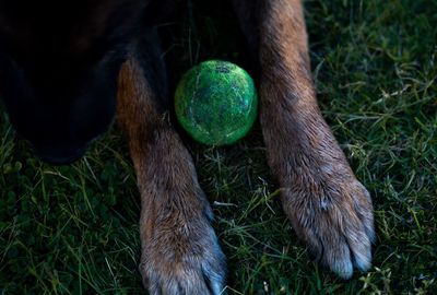 High angle view of dog on field