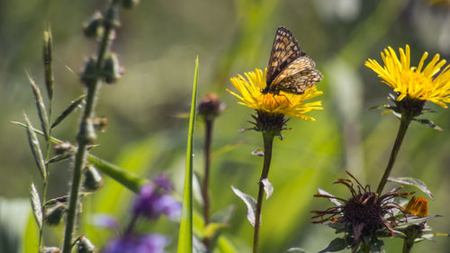 Close-up of butterfly pollinating on yellow flower