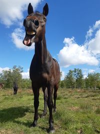 Horse standing on field