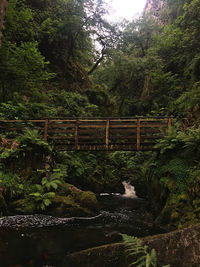 Plants and trees growing in forest