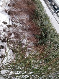 High angle view of plants