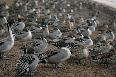 High angle view of pigeons