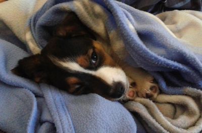 Dog lying on sofa